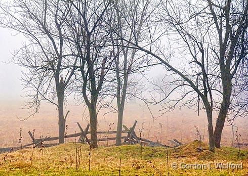 Trees & Split Rails_09044.jpg - Photographed near Chantry, Ontario, Canada.